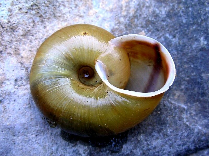 Chilostoma (Chilostoma) adelozona (Strobel, 1857)